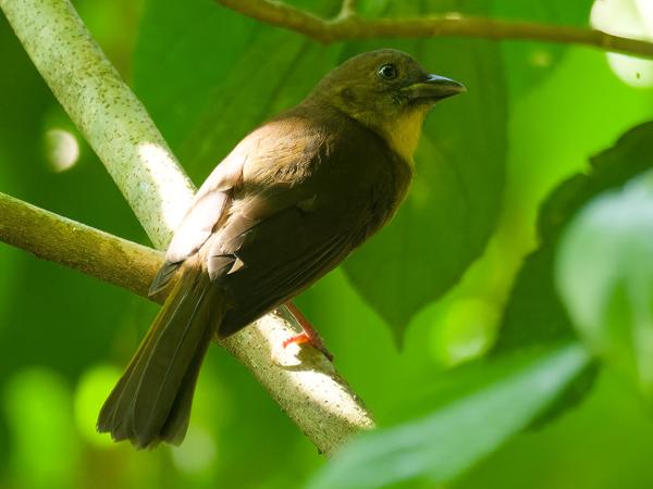 <h3><a href="/trips/costa-rica/biota/animalia/chordata/aves/040 passeriformes/129 cardinalidae/habia fuscicauda/habia fuscicauda-nl.html">Habia&nbsp;fuscicauda</a> / Red‑throated&nbsp;ant&nbsp;tanager / Roodkeelmiertangare</h3>OM-1 Mark II met M.300mm F4.0 + MC-14, 1/400 sec  bij F5.6, ISO 10000, afstand 12.3&nbsp;m